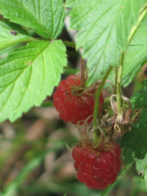 Rubus idaeus - fruit